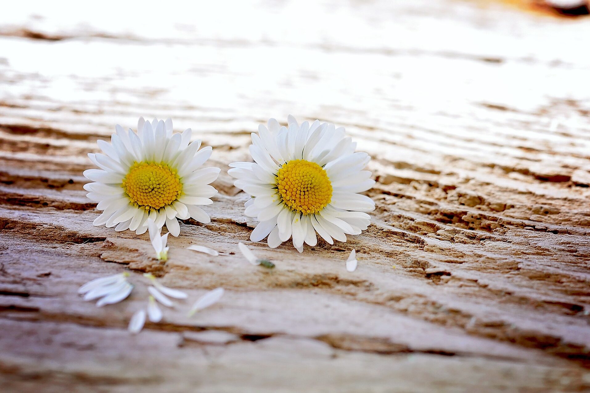 cropped-daisy-747320_1920.jpg