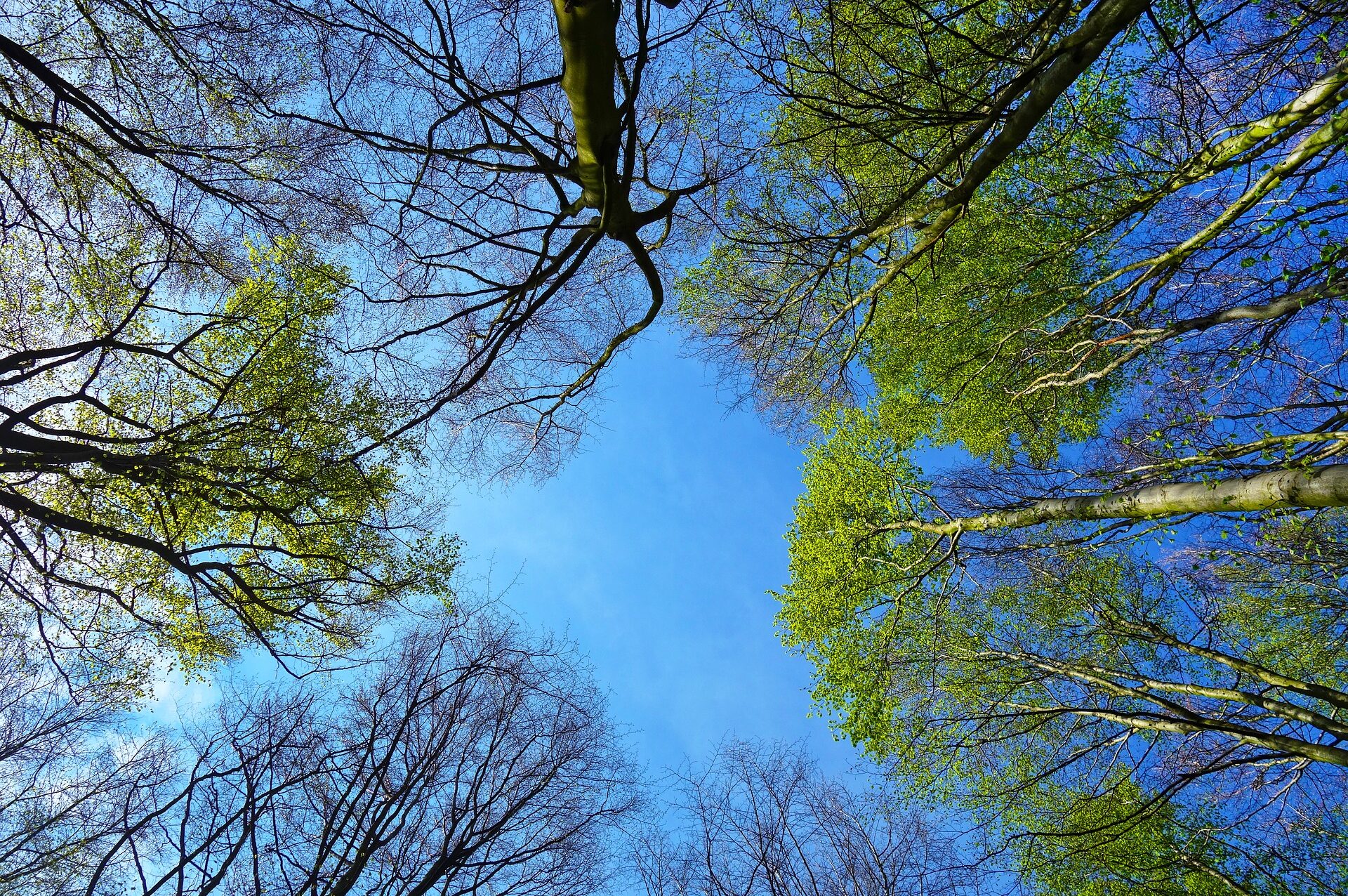 cropped-tree-3353617_1920.jpg