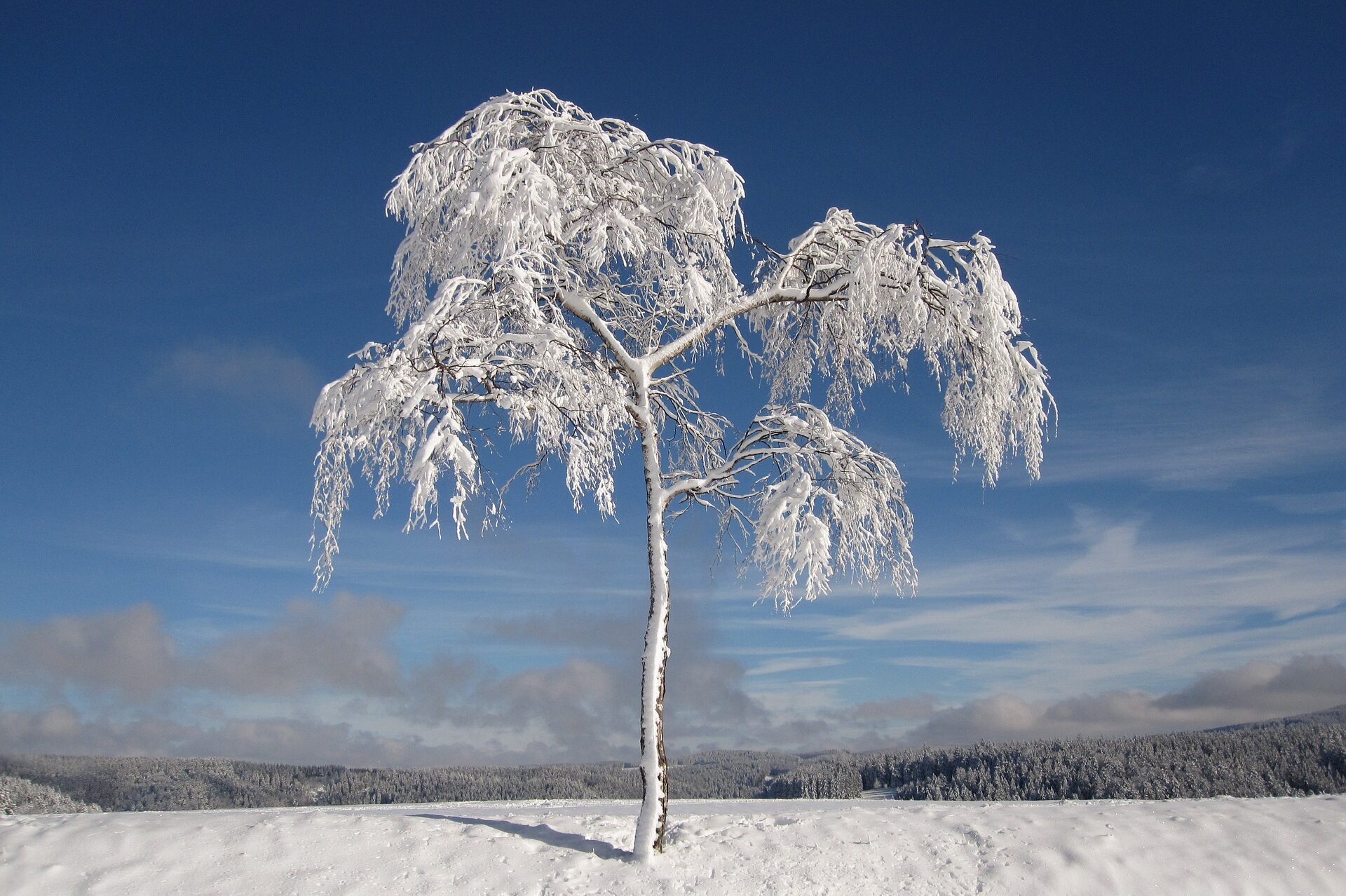 cropped-winter-1675197_1920.jpg